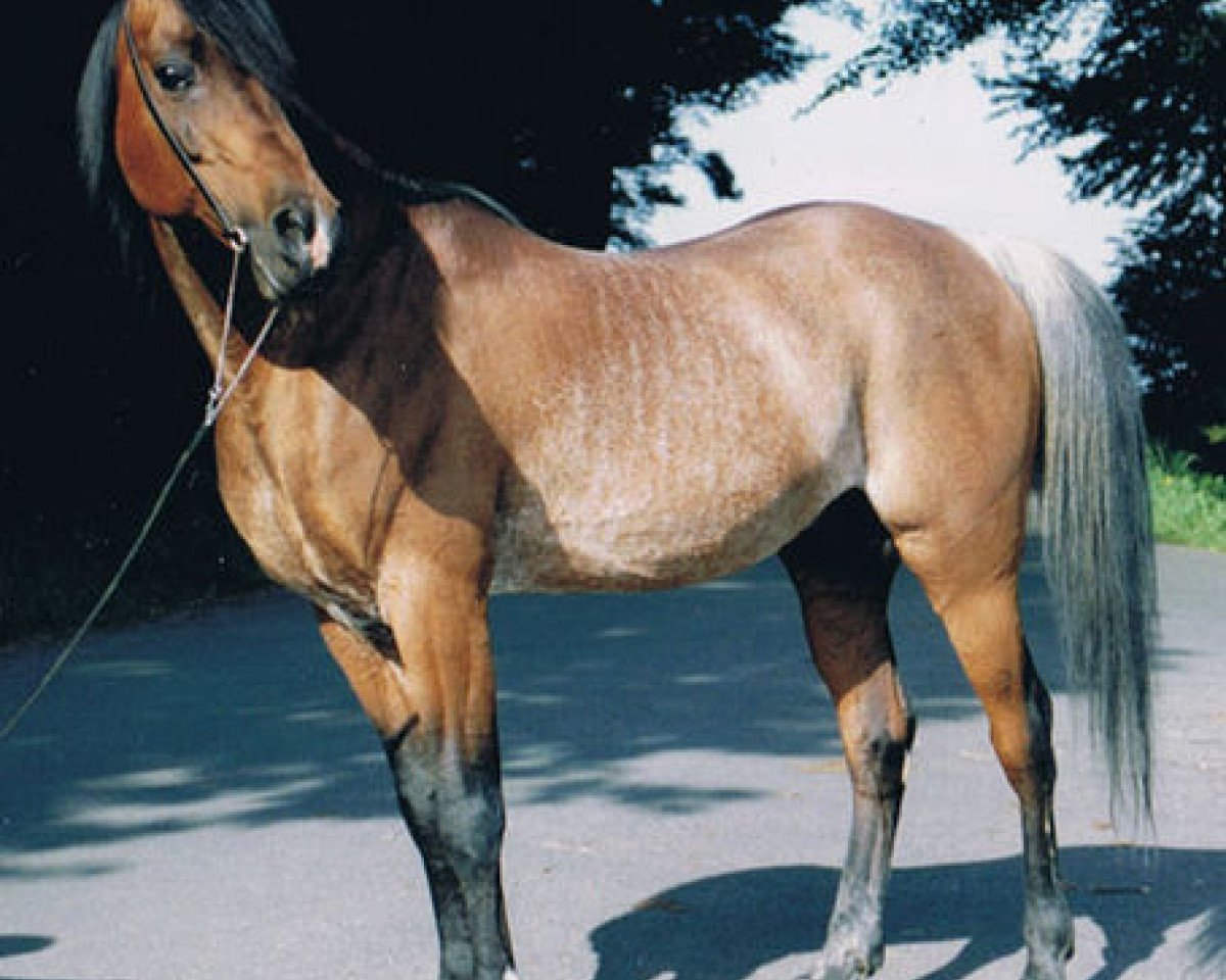 stallion Kaidalx ox (Arabian purebred, 1970, from Kaisoon 1958 EAO)