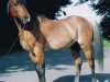 stallion Kaidalx ox (Arabian thoroughbred, 1970, from Kaisoon 1958 EAO)