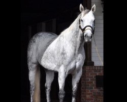 stallion Valiant Minister xx (Thoroughbred, 2013, from Candy Ride xx)