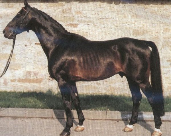 stallion Imperial (Hanoverian, 1967, from Impuls)