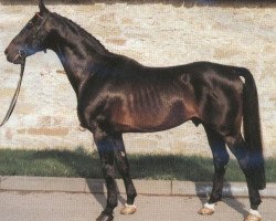 stallion Imperial (Hanoverian, 1967, from Impuls)