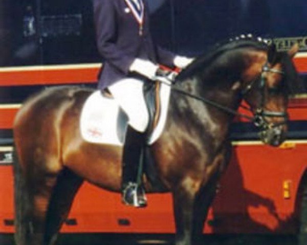 stallion Welcome Sharan I (German Riding Pony, 1995, from Welcome Sympatico)