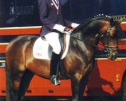 stallion Welcome Sharan I (German Riding Pony, 1995, from Welcome Sympatico)