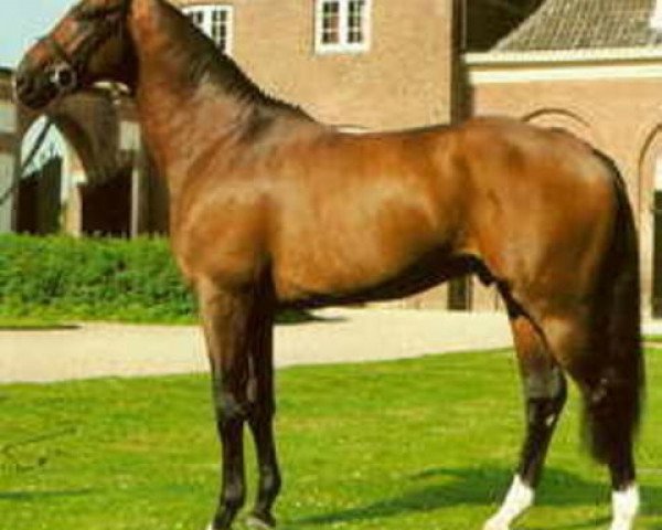 Deckhengst Jacardo (Koninklijk Warmbloed Paardenstamboek Nederland (KWPN), 1991, von Elcaro)