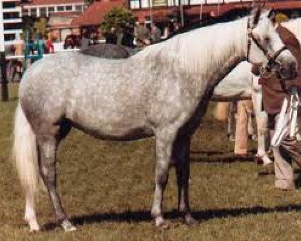 Zuchtstute Abbeyleix Bluebird (Connemara-Pony, 1975, von Coosheen Finn)