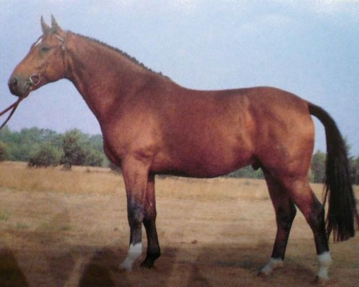 Deckhengst Wanderer (Hannoveraner, 1977, von Weingau)