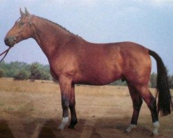 stallion Wanderer (Hanoverian, 1977, from Weingau)