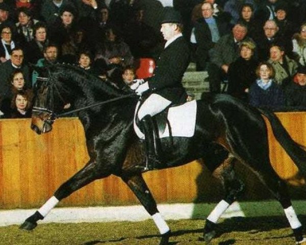 stallion Donnerwerther (Hanoverian, 1992, from Davignon I)