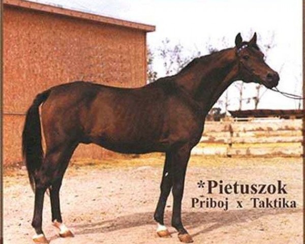 stallion Pietuszok ox (Arabian thoroughbred, 1954, from Priboj 1944 ox)