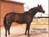 stallion Pietuszok ox (Arabian thoroughbred, 1954, from Priboj 1944 ox)