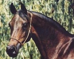 broodmare Algeria ox (Arabian thoroughbred, 1971, from Celebes 1949 ox)