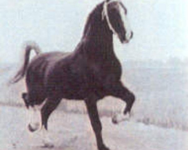 stallion Zagreb (Gelderland, 1958, from L'Invasion AN)