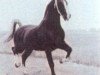 stallion Zagreb (Gelderland, 1958, from L'Invasion AN)