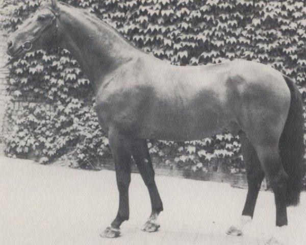 stallion Steinberg (Westphalian, 1973, from Steinadler)