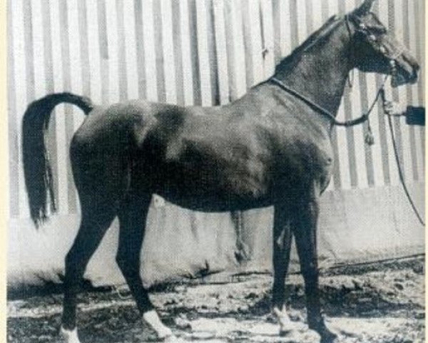 Zuchtstute Winarsad ox (Vollblutaraber, 1949, von Wind 1938 ox)
