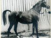 broodmare Winarsad ox (Arabian thoroughbred, 1949, from Wind 1938 ox)