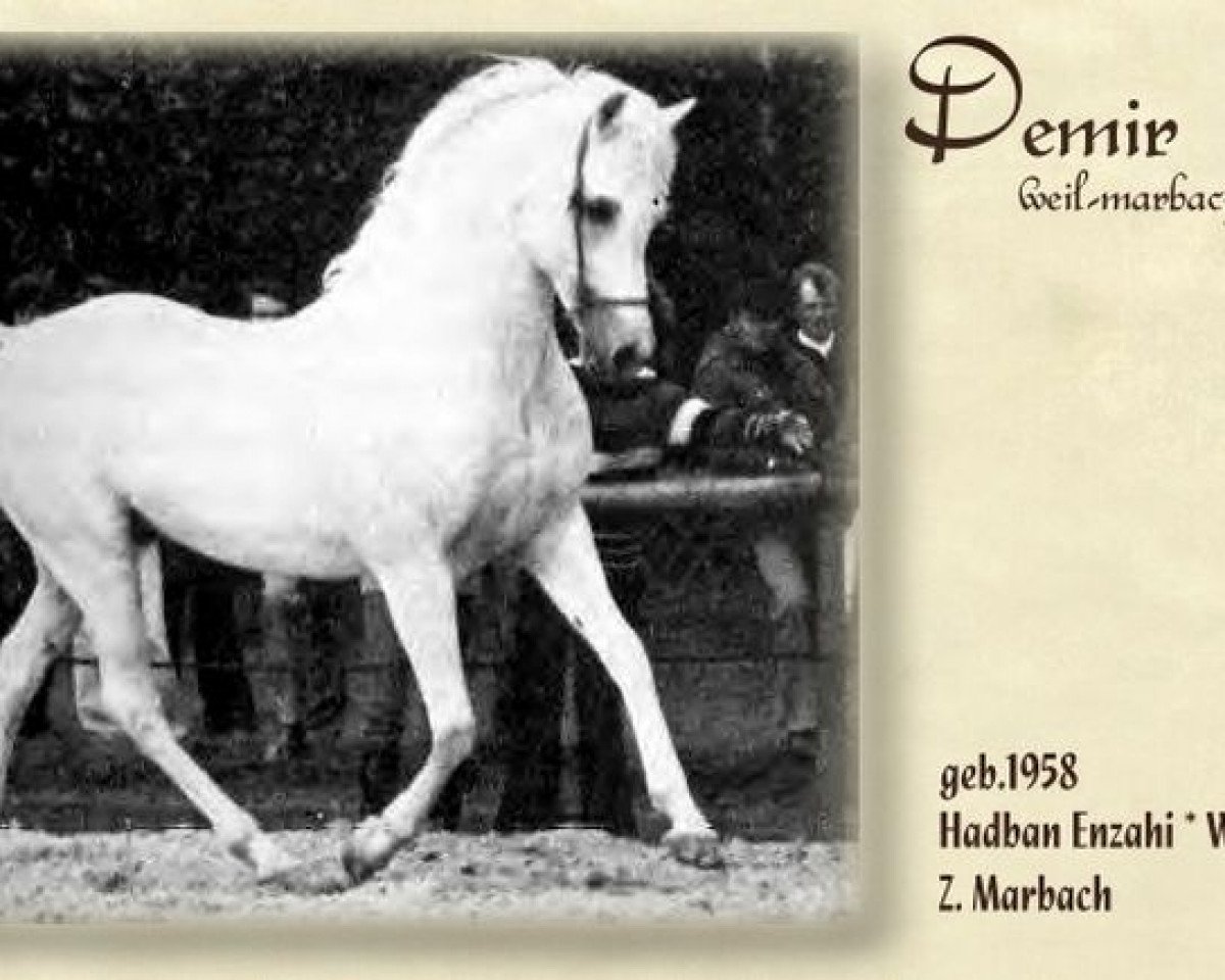 stallion Demir ox (Arabian purebred, 1958, from Hadban Enzahi 1952 EAO)