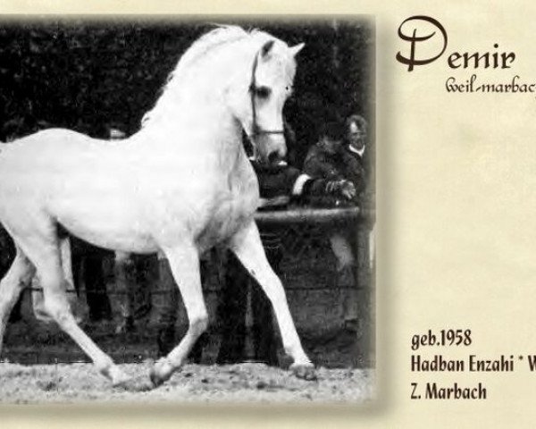 stallion Demir ox (Arabian thoroughbred, 1958, from Hadban Enzahi 1952 EAO)
