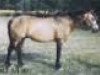 Zuchtstute Loobeen Lily (Connemara-Pony, 1957, von Mac Dara)