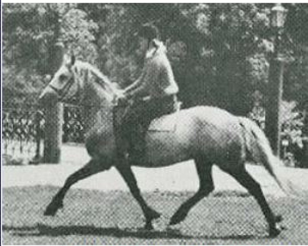 Deckhengst Hamlet of Oakleigh CH 4 (Connemara-Pony, 1965, von Mervyn Storm)