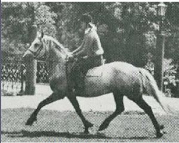 stallion Hamlet of Oakleigh CH 4 (Connemara Pony, 1965, from Mervyn Storm)