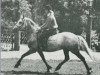 stallion Hamlet of Oakleigh CH 4 (Connemara Pony, 1965, from Mervyn Storm)