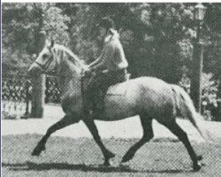 stallion Hamlet of Oakleigh CH 4 (Connemara Pony, 1965, from Mervyn Storm)