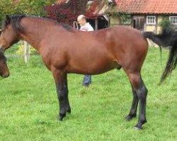 horse Merledon Gandalf (Connemara Pony, 2001, from Frederiksminde Hazy Marvel 8 C)