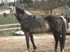 stallion Finney Master (Connemara Pony, 1966, from Carna Dun)