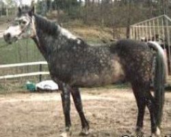 stallion Finney Master (Connemara Pony, 1966, from Carna Dun)