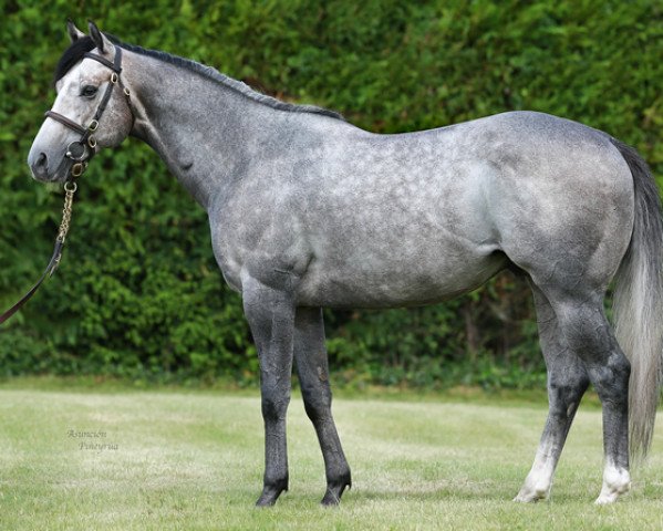 stallion Havana Grey xx (Thoroughbred, 2015, from Havana Gold xx)