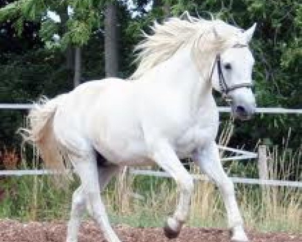Deckhengst Clifden Silver (Connemara-Pony, 2001, von Coosheen Thyme)