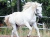 stallion Clifden Silver (Connemara Pony, 2001, from Coosheen Thyme)