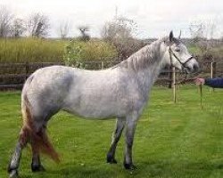 Zuchtstute Frederiksminde Mellow (Connemara-Pony, 1987, von Hamlet of Oakleigh CH 4)