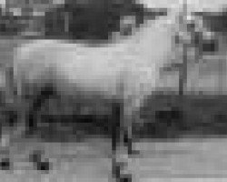 Zuchtstute Callowfeenish Dolly 2nd (Connemara-Pony, 1956, von Carna Dun)