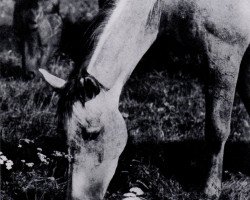 broodmare Tazette (Trakehner, 1927, from Hexentanz)