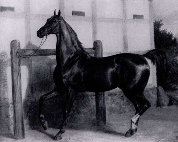 stallion Thunderclap (Trakehner, 1840, from Mickle Fell xx)