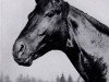 stallion Patmos (Trakehner, 1926, from Schleicher)