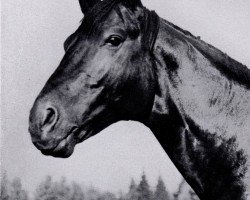 stallion Patmos (Trakehner, 1926, from Schleicher)