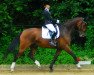 dressage horse Llandudno (Westphalian, 2007, from Laudabilis)