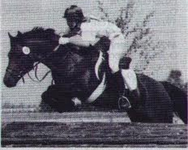 Deckhengst Logana Rex (Connemara-Pony, 1979, von Little Lord)