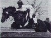 Deckhengst Logana Rex (Connemara-Pony, 1979, von Little Lord)