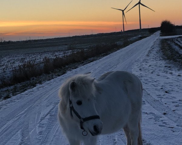 Dressurpferd Hummel (Shetland Pony, 1993)