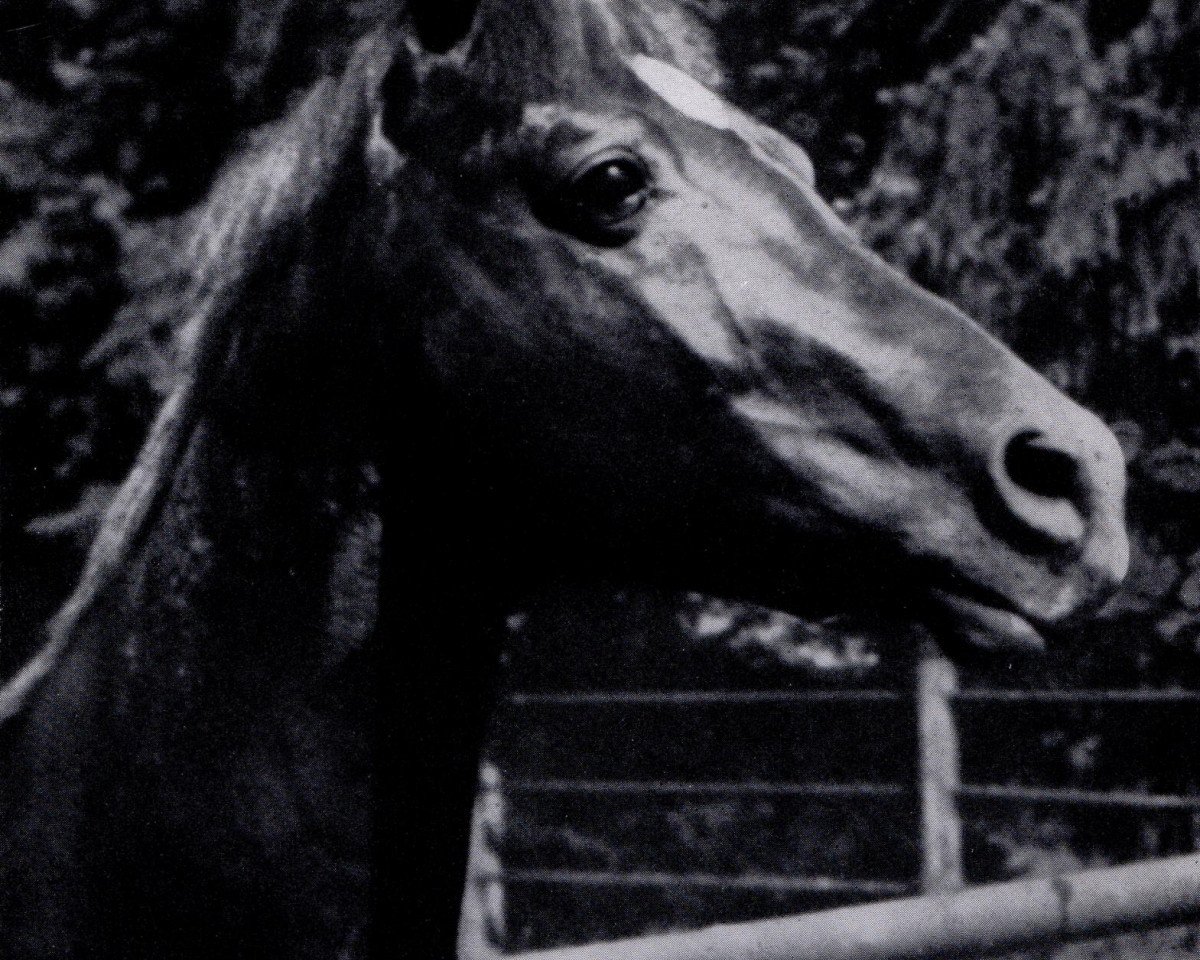 stallion Babylonier (Trakehner, 1929, from Poseidon)