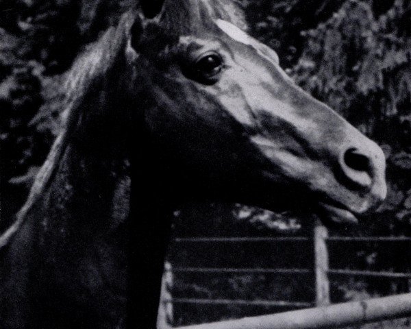 stallion Babylonier (Trakehner, 1929, from Poseidon)