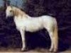 Zuchtstute Little Eileen (Connemara-Pony, 1958, von Carna Bobby)