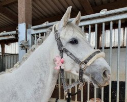 Springpferd Cup Cake AS (Westfale, 2012, von Cristallo II)