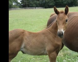 broodmare Milka B (Hanoverian, 2020, from Morricone III)