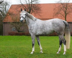 jumper Christelle 3 (Oldenburg show jumper, 2015, from Christian 25)