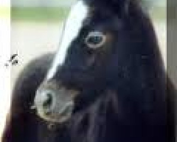 Zuchtstute Lilofee 45 (Connemara-Pony, 1967, von Lord Dun Carna)